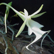 Illustration for article titled The Terrible Intoxicating Beauty Of The Ghost Orchid Returns To Florida